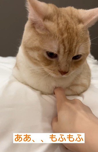 猫の胸元を触っている人
