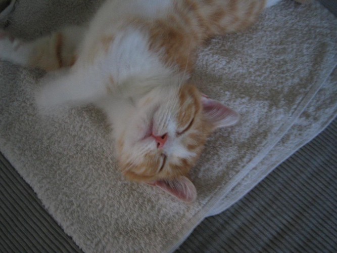 顔だけ上を向いて寝る猫