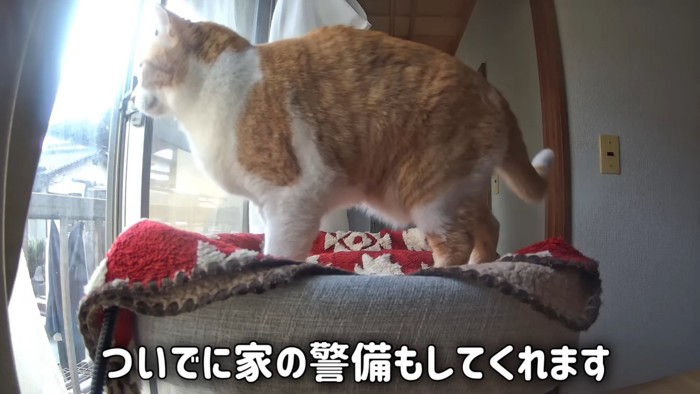 窓から外を見る猫