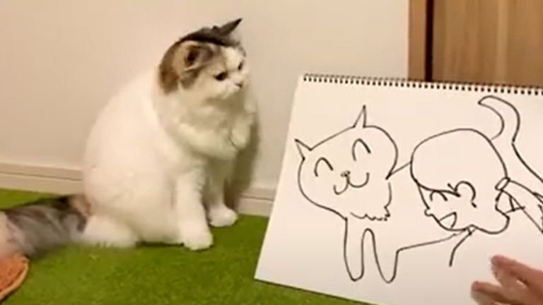 イラストを見ている猫