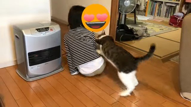 座っている女の子に飛びかかる猫