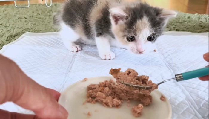 これからは固形のご飯も食べていこうね