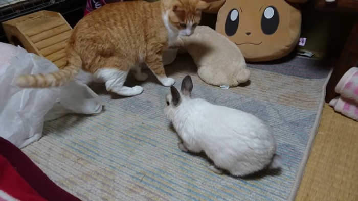 逃げる猫とうさぎ