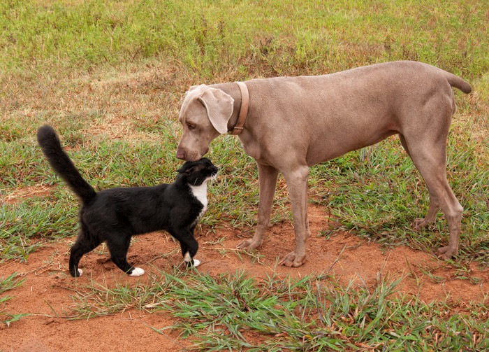 犬と仲良しな猫