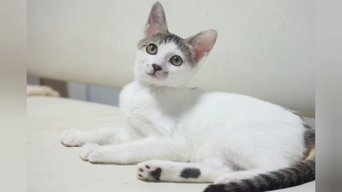 上を見ている子猫