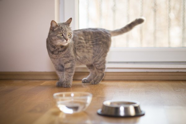 水を飲まない猫