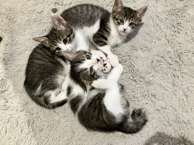 集まる3匹の猫