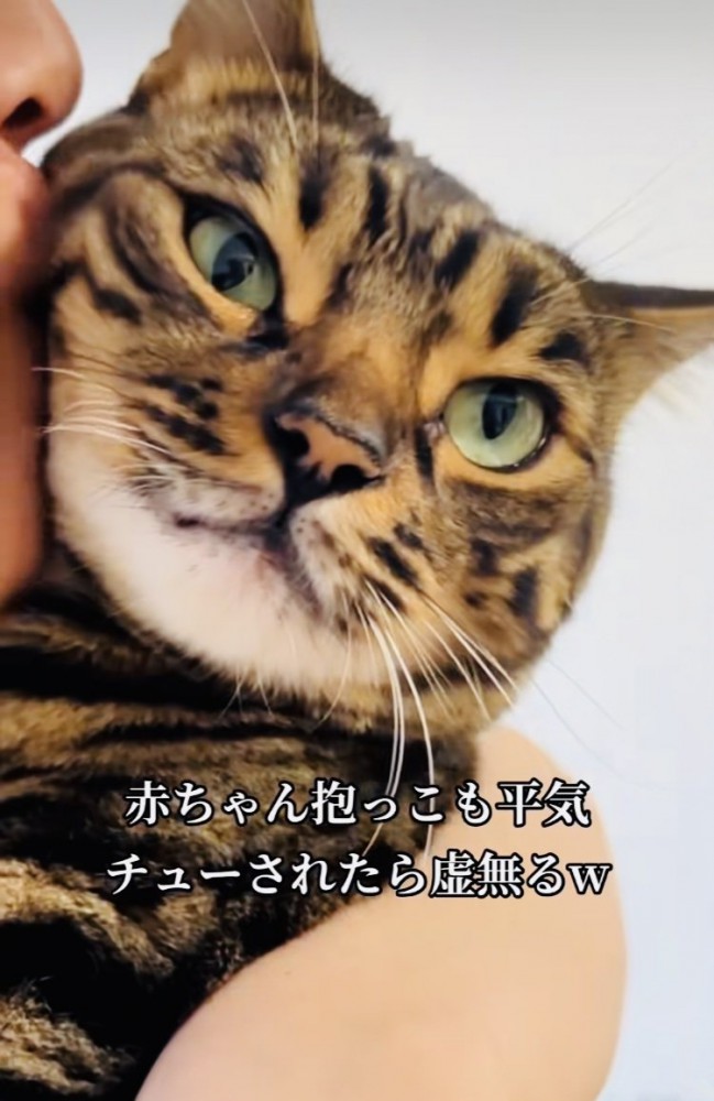 飼い主さんに抱っこされながらキスされる兄ベンガル