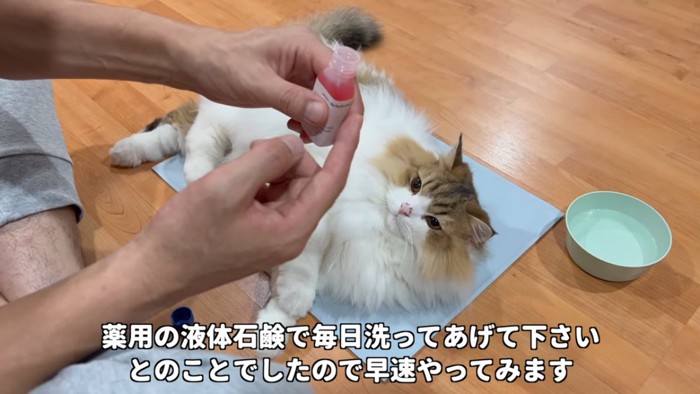 寝転がる猫