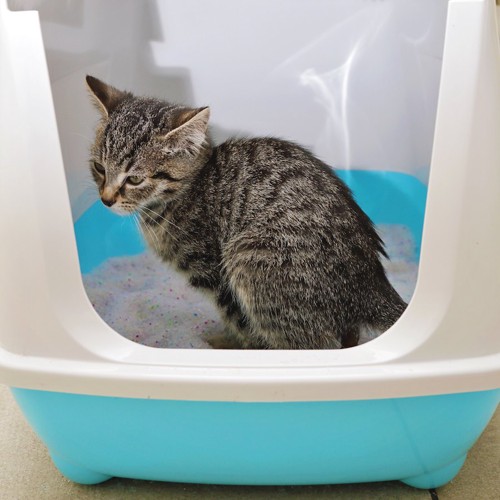 猫用トイレの中でウンチをする猫