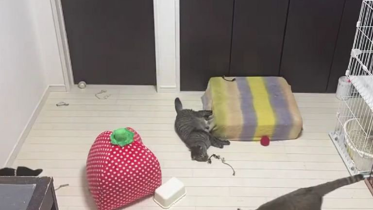室内で過ごしている猫たち