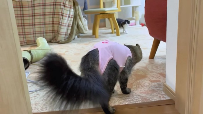 術後服の猫後ろ姿