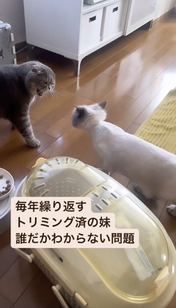 トリミングから帰った猫にシャーする猫