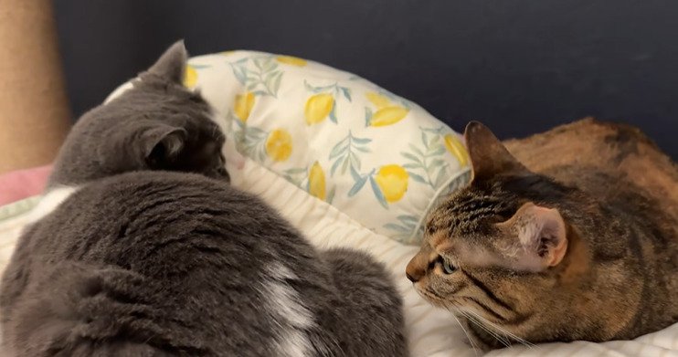 ベッドで寝る2匹の猫