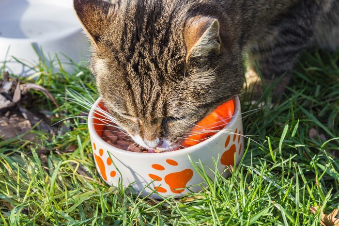 エサを食べる猫