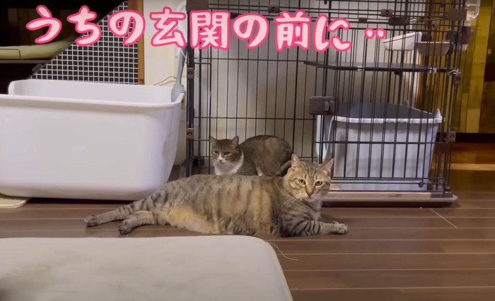 ケージの入り口に横たわる猫と困っている猫