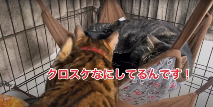 ハンモックの中にいる猫に向かってパンチするベンガル猫