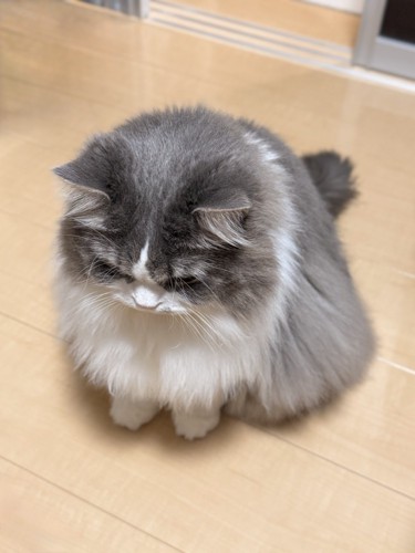座る猫