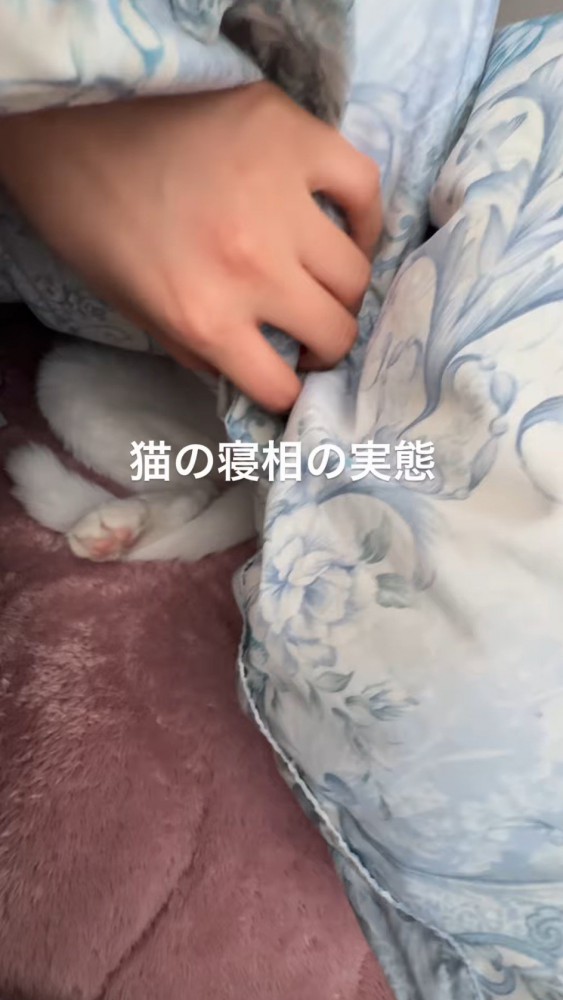 布団をめくる飼い主