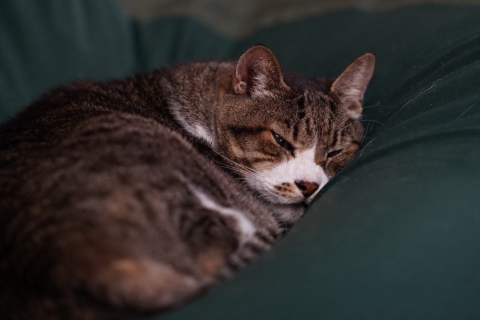 クッションの上で丸くなって寝る猫