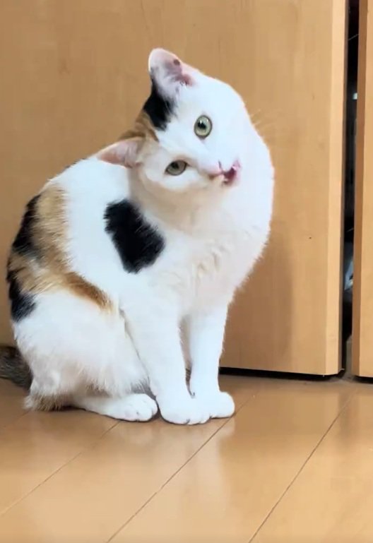見つめる猫