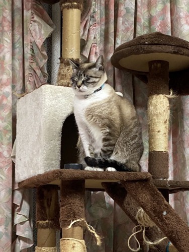 キャットタワーで座る子猫
