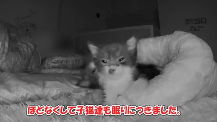 眠そうな子猫