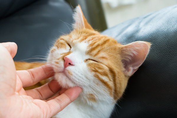 顎をなでられてうっとりする猫