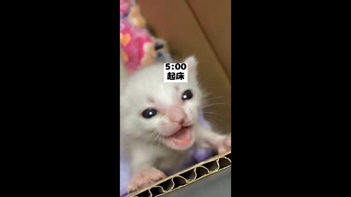 起床(アップ)