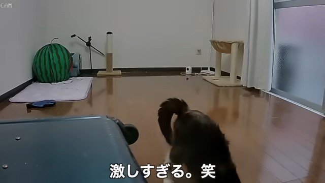 下を向いている猫の下半身