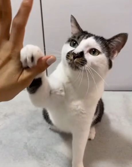 右前足で人の手にタッチする猫