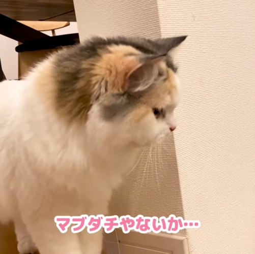 階段から下を覗く猫