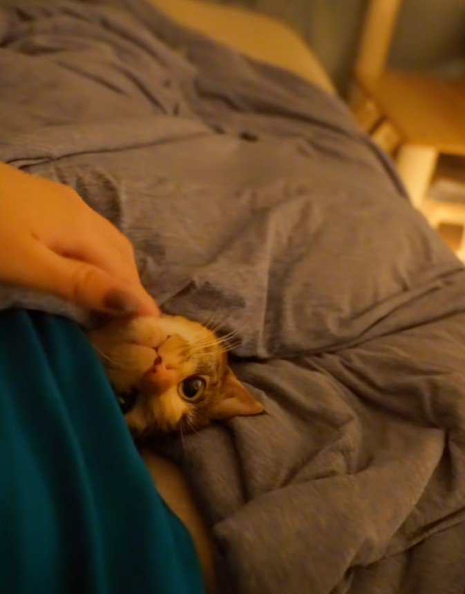 あごを撫でられる猫2