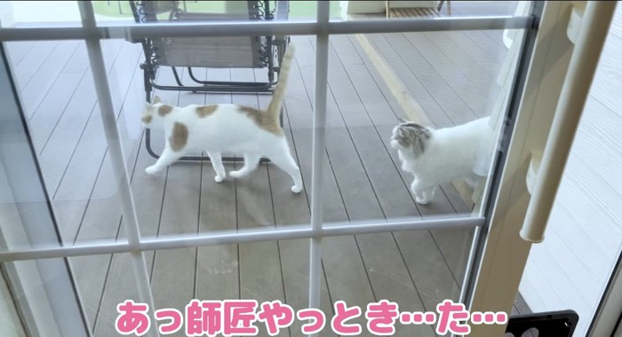 歩いている猫