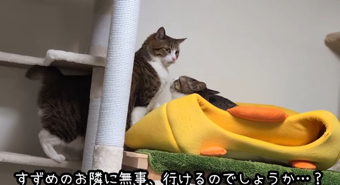 ハウスの上に乗る猫