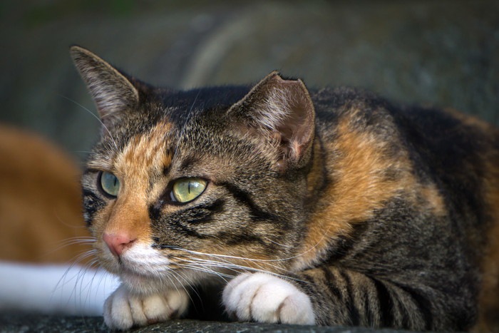 鋭く見つめる猫