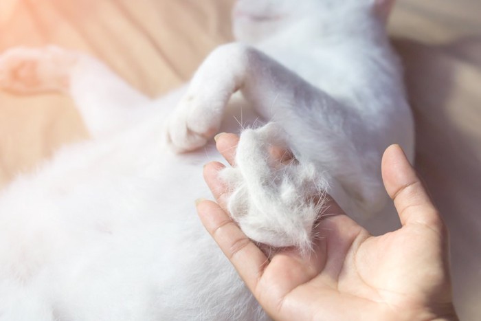 寝転がる猫と抜け毛を持つ人の手