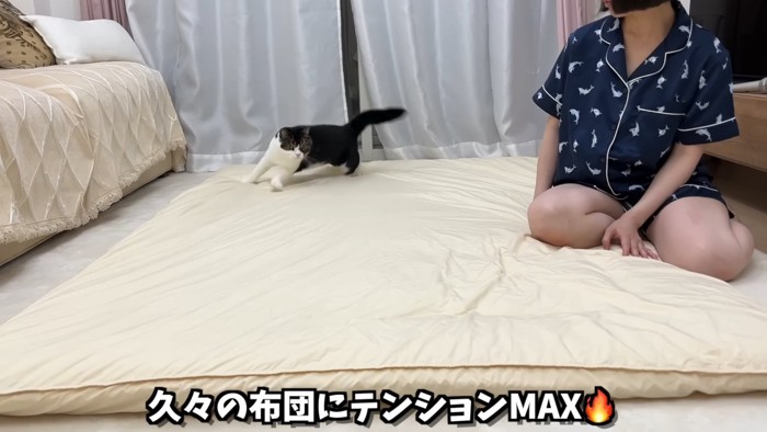 走り出す猫