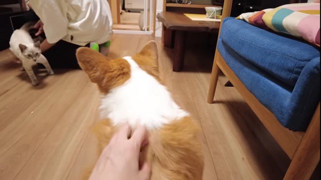 犬の方へ歩いてくる猫