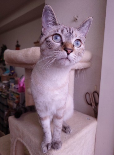キャットタワーに座る猫