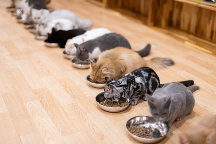 餌を食べる猫たち