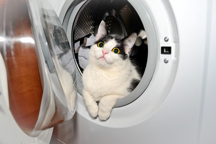 洗濯機から顔を出す猫
