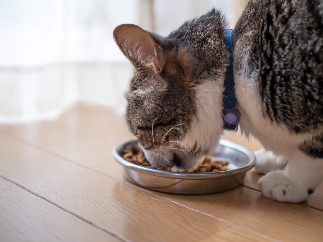 窓辺でフードを食べる猫