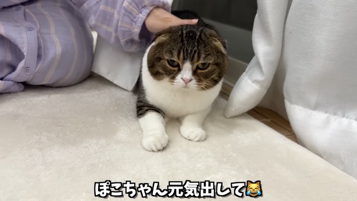 頭を撫でられる猫