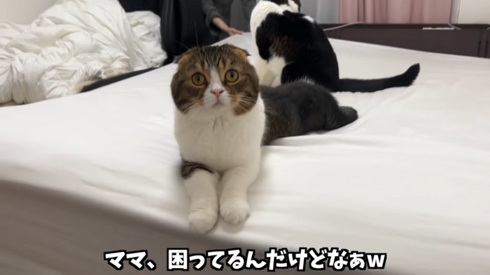 前を見る猫