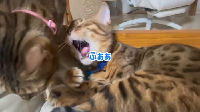 あくびする猫