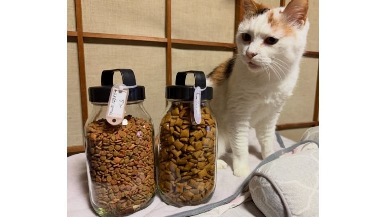 室内にいる猫