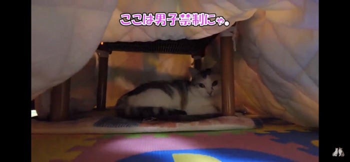 コタツに入る猫