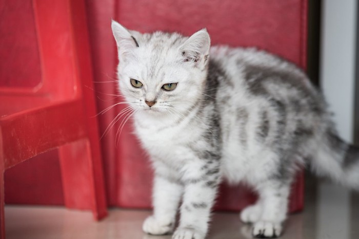 赤い椅子の下に立つアメショーの子猫