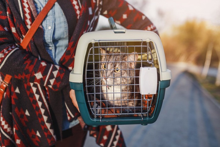 キャリーで運ばれる猫